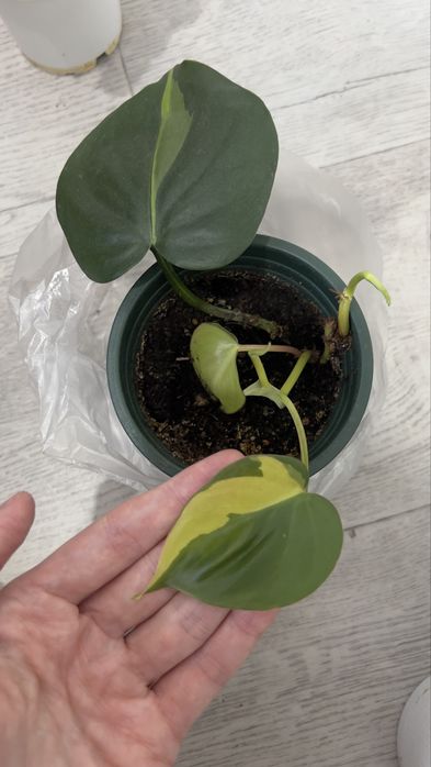 Продам Филодендрон Бразил (взрослый)