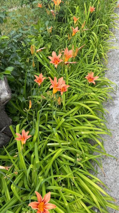 Продам двухэтажный дом (дача)