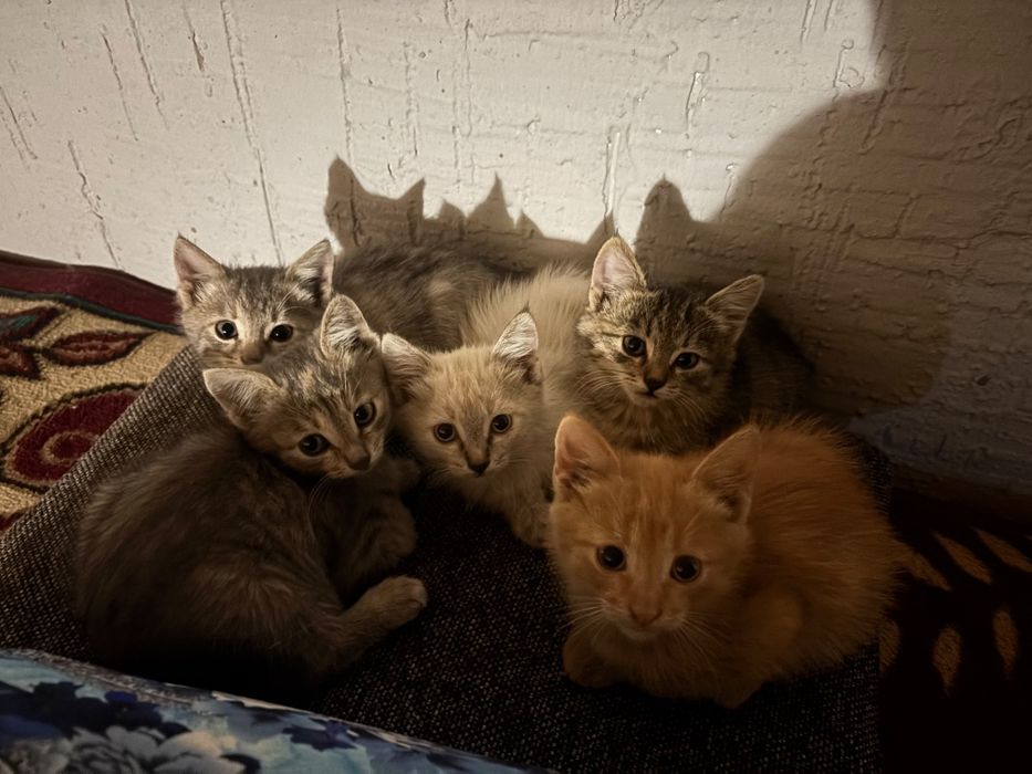 Отдам котята в добрые руки