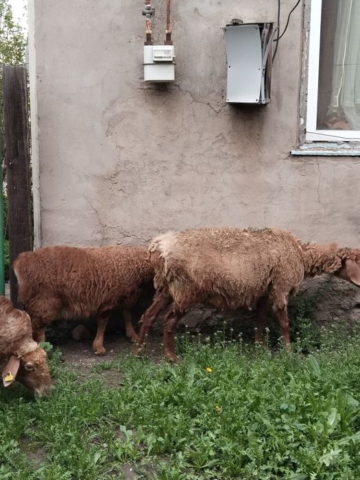 4 Козылы койлар сатылады