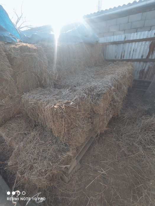 Жонышка  2000 тг