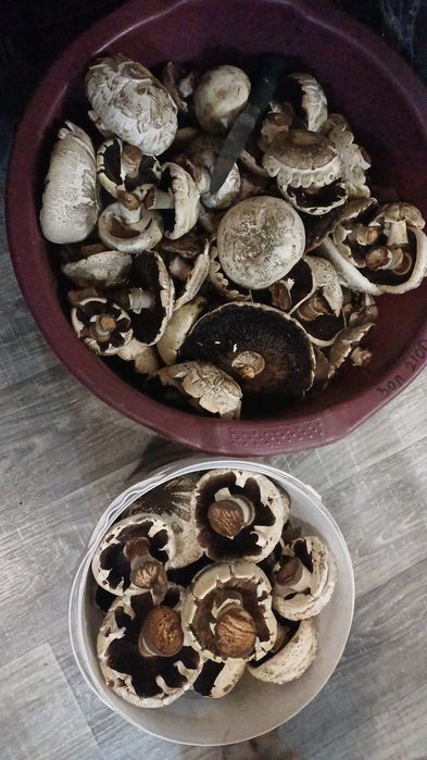 Продам грибы шампиньоны