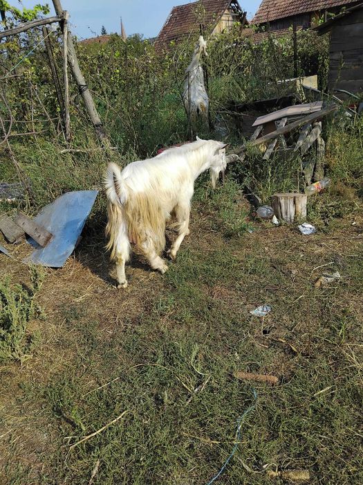 Țap de un an jumate