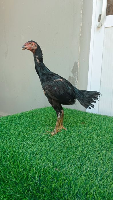 Joja tovuq sotiladi
