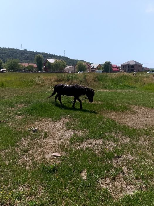 Ponei armăsar blând și foarte cuminte