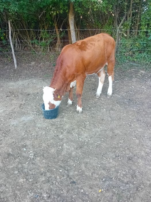 Vând vitea de un an și 3 luni