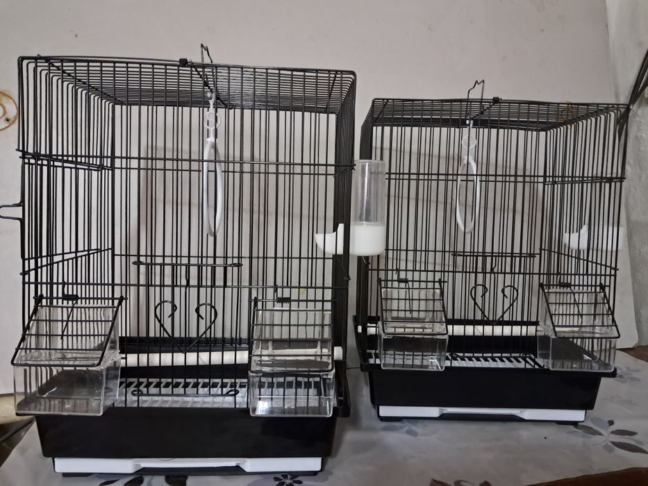 Продам волнистых попугаев