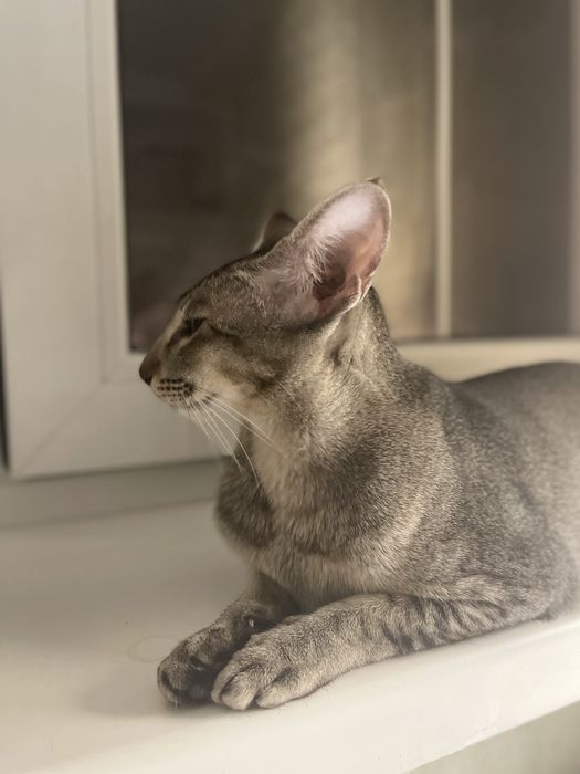 Вязка ориентальной кошки