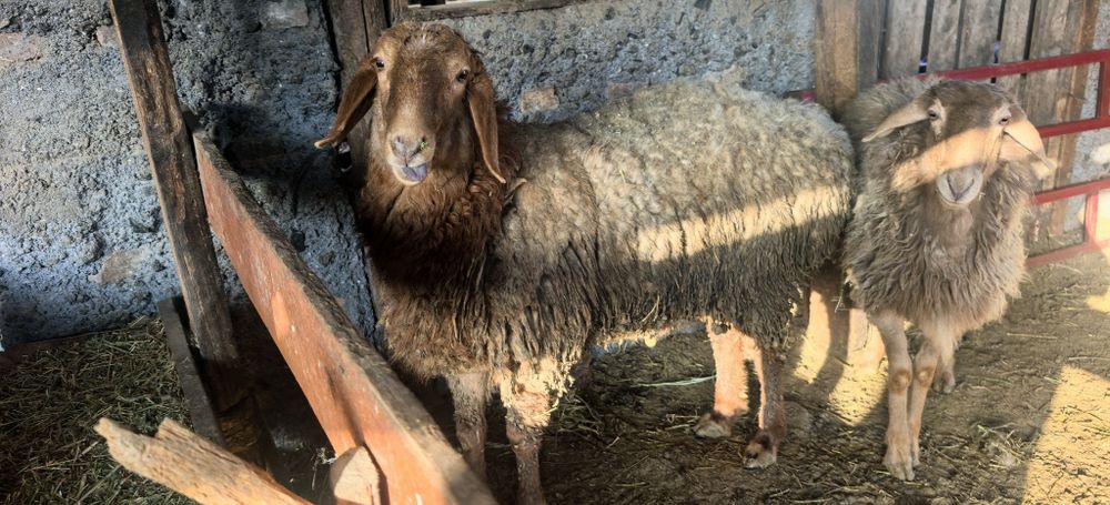 Қой егіз қозысымен қошқар