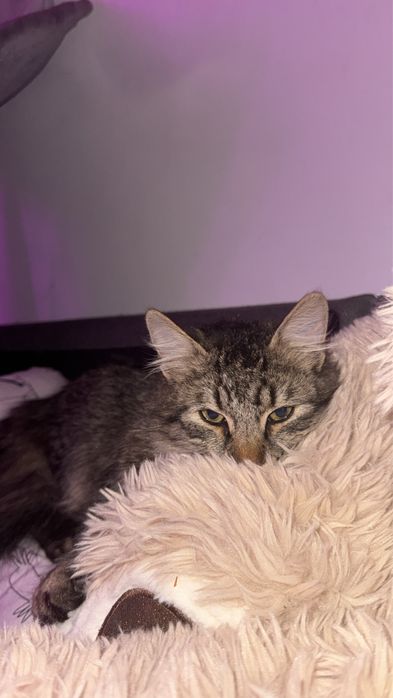 Лепчо търси ДОМ! Velcro cat