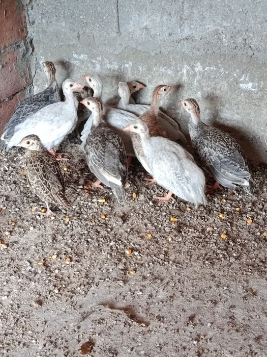 Câte mature, bibilici, puii