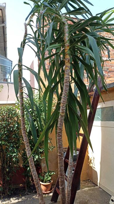 Vand Yukka .Planta Ornamentala.Matura. 4,5 Metri inaltime.