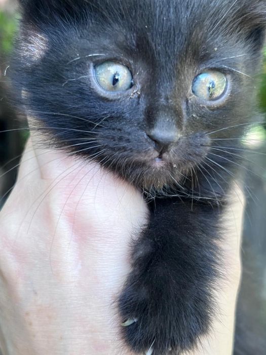 Котята бесплатно