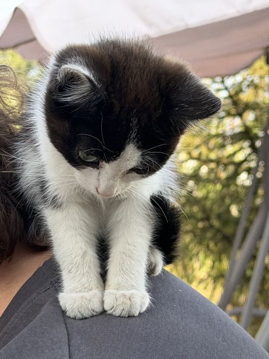 Отдам котенка в хорошие руки