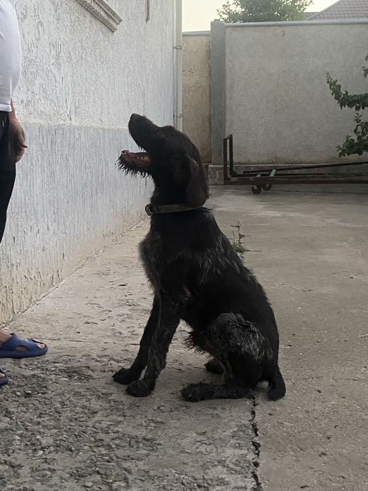 Продается собака породы Дратхар
