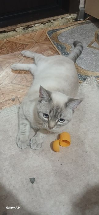 Срочно отдам кошку