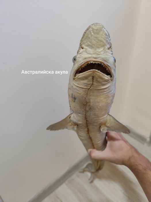 Антикварни чайници, препарирани акули
