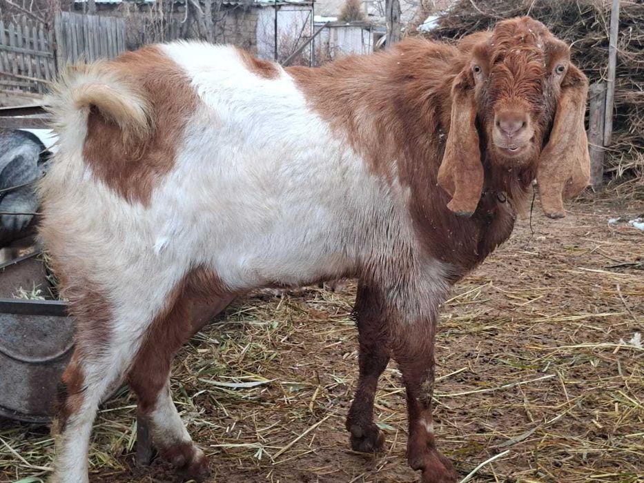 Теке сатамын немесе ауысамын