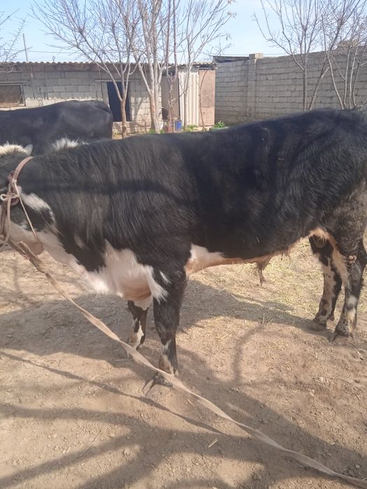 Бұқа сатылады срошна