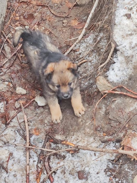 Милые щенята, девочки