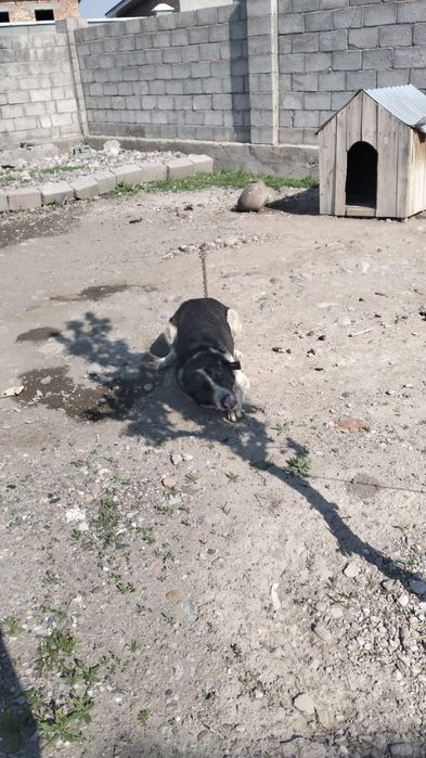 Итті тегін беремін