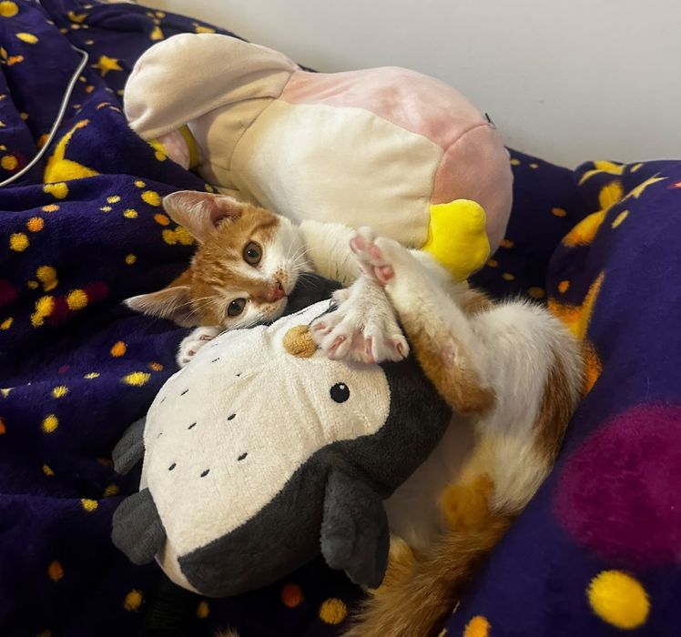 Dau spre adoptie pui de pisica