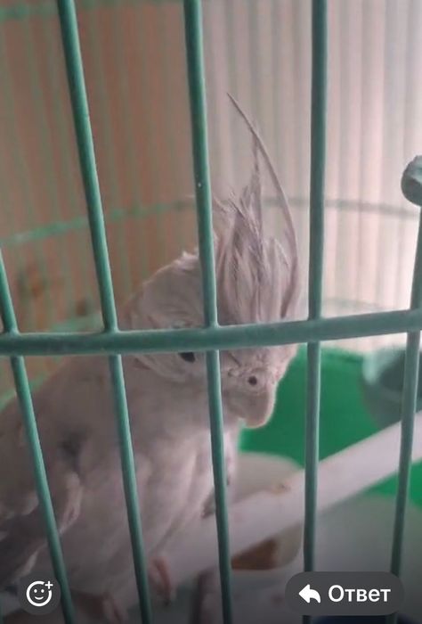 Кареллы попугаи самка и самец