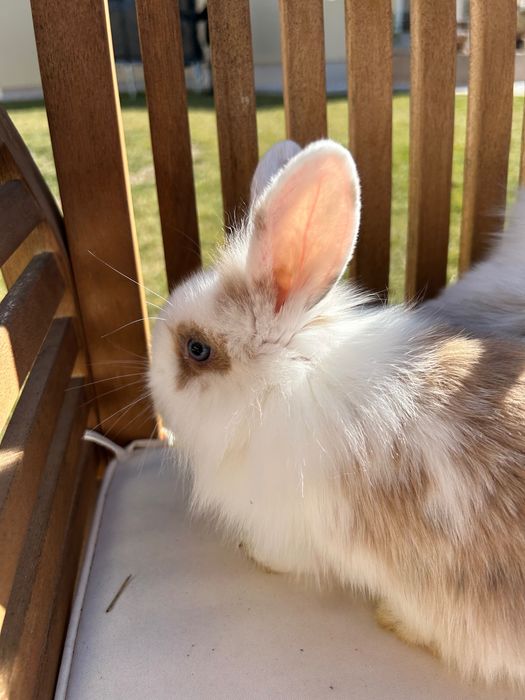 Iepurasi pitici cu ochi albastri