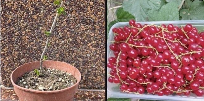 Местные садовые растения