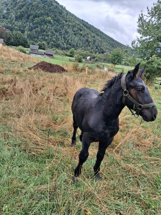 Manz de 4 luni de vanzare