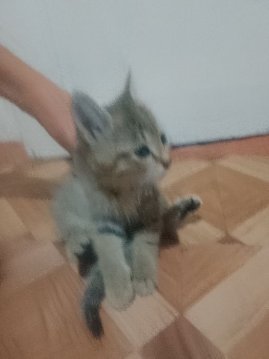 Отдаем котят в хорошие руки