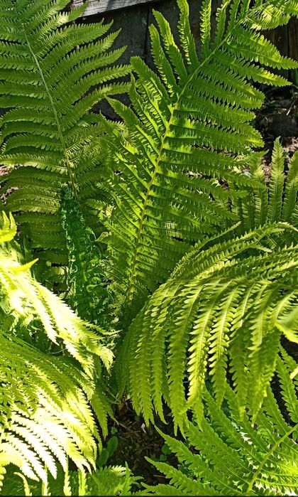 Продам местные саженцы