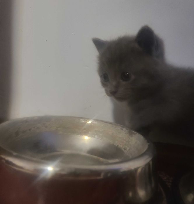 шотландская веслоухая котята