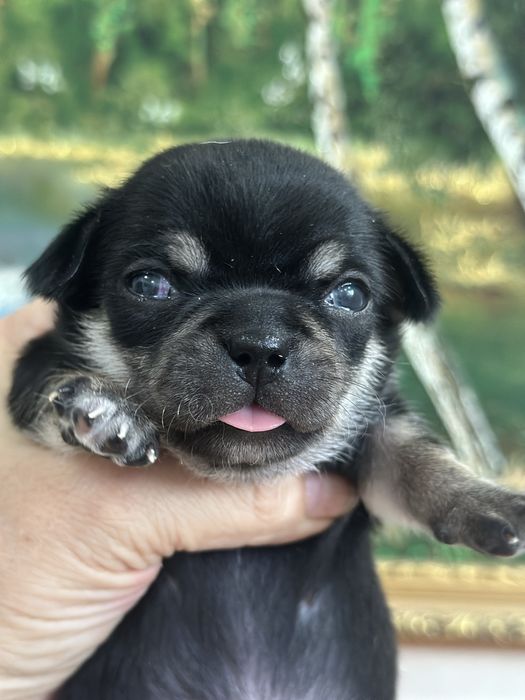 Шикарные чихуашки беби фейс