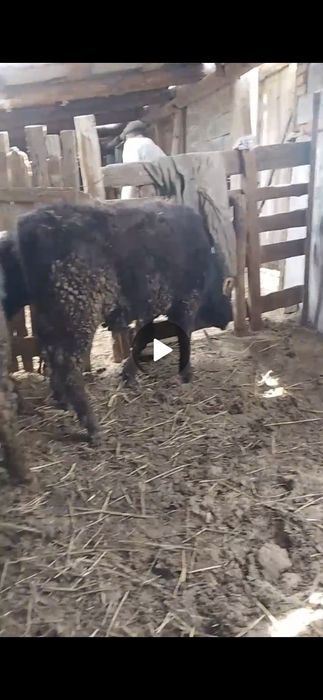 Бұқа бык сатылады подсос бычки