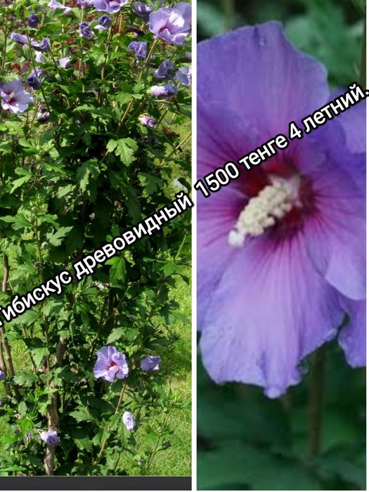 Продам Цветы садовые