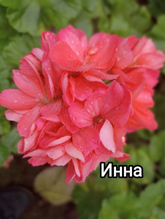 Укорененные черенки пеларгонии(герани)