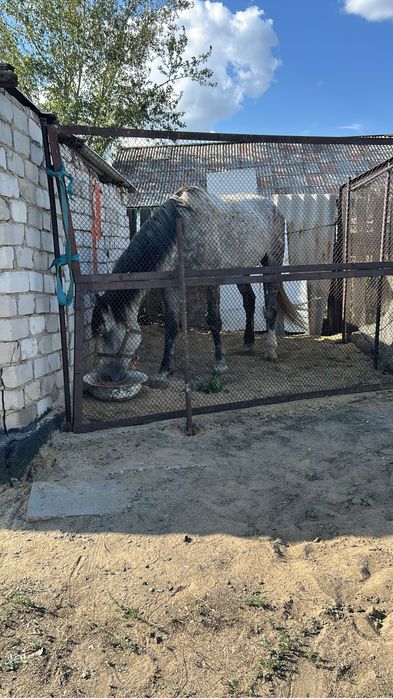 Продам жеребца Орловского рысака