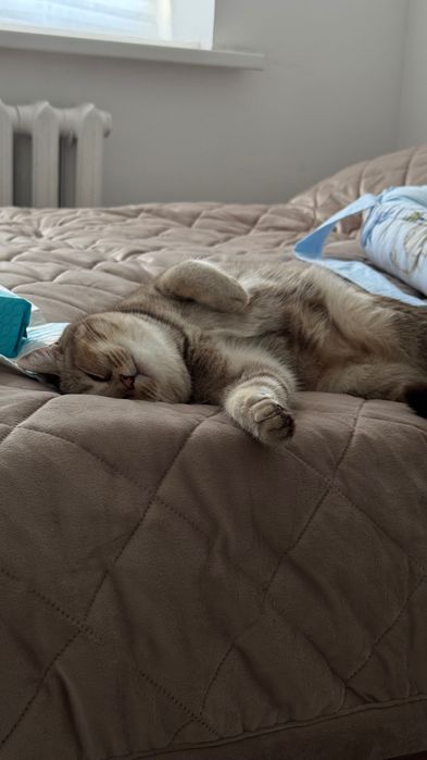 Отдам в добрые руки кошку