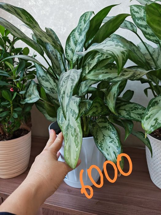 Гүл сатамын Домашние цветы