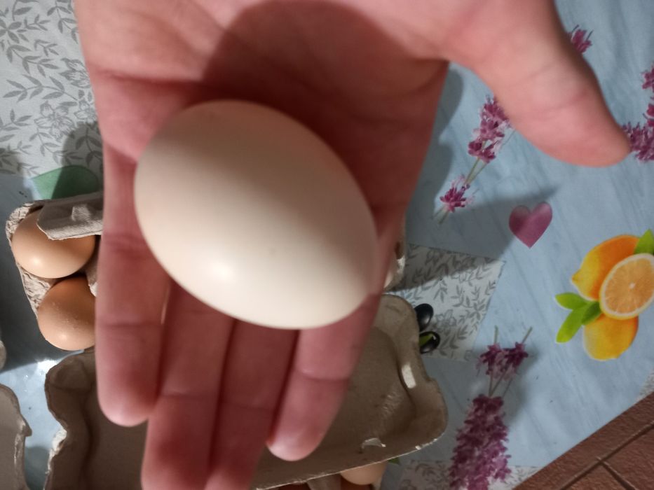 Vând ou de casă,pentru incubat sau pentru consum!