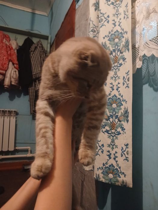 Отдаём котов и двух котят