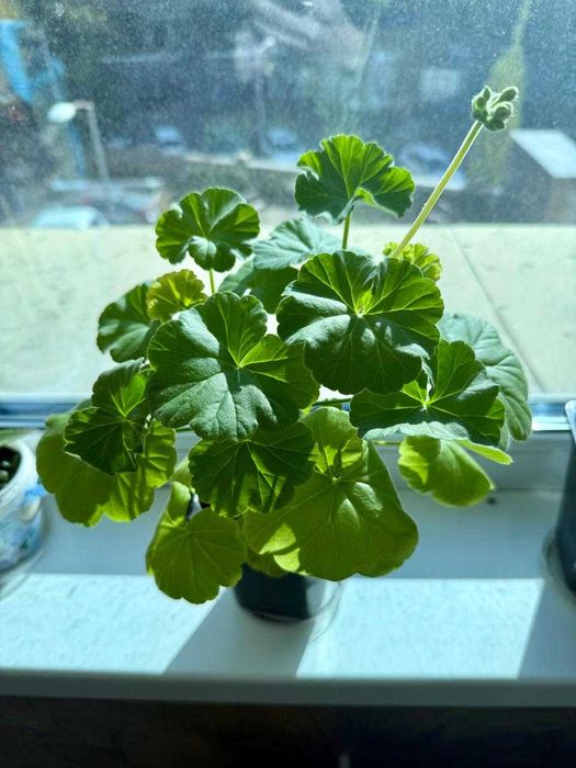 Каланхоэ лечебная Дегремона