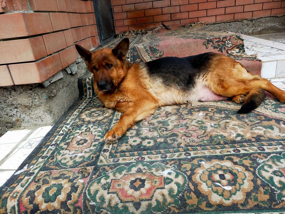 Щенки немецкой овчарки