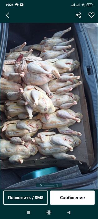 Куры  индейка утки