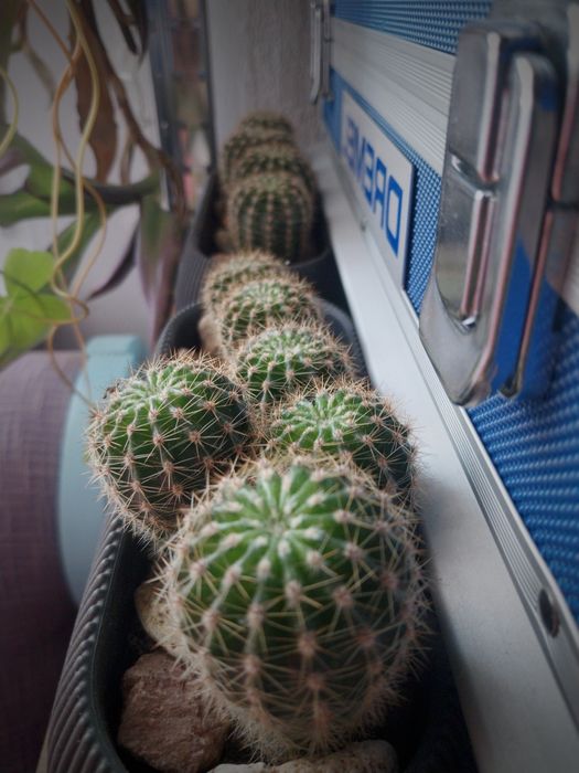 Кактуси, живи растения