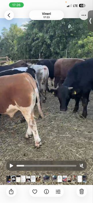 De vanzare un lot de 37 de vitei cu media 300kg pret 23lei kg