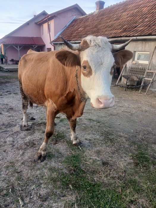 Vând vaca baltata românească de 4  ani ani