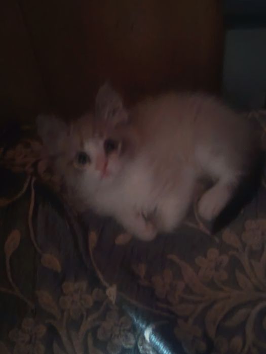 Котенок мальчик умеет ходить в латок