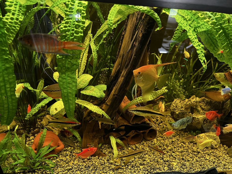 Аквариум Eheim 250 литра с външен филтър